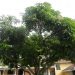 Julie Mango Tree