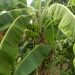 Chinese Banana Tree