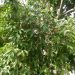 Apple Tree