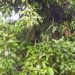 Julie Mango Tree
