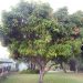Julie Mango Tree