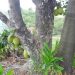 Jackfruit