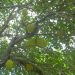 Jackfruit