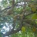 Jackfruit