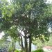 Jackfruit Tree
