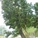 Avocado Tree