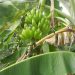 Chinese Banana