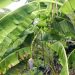 Chinese Banana Tree