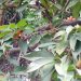 Otaheite Apple Tree