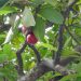 Otaheite Apple