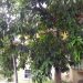 Otaheite Apple Tree