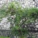 Jimbilin Tree