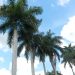 The Royal Palms