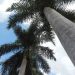 The Royal Palms