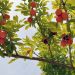 Ackee