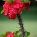 Crown of Thorns