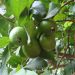 Guava